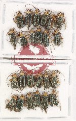 Scientific lot no. 504 Chrysomelidae (24 pcs)