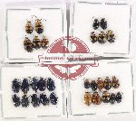 Scientific lot no. 510 Chrysomelidae (30 pcs)