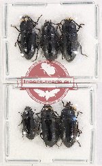 Scientific lot no. 444 Tenebrionidae (6 pcs)
