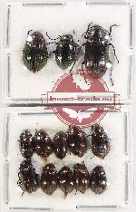 Scientific lot no. 443 Tenebrionidae (13 pcs)