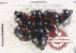 Scientific lot no. 101 Histeridae (7 pcs)