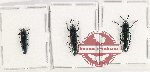 Scientific lot no. 31 Languridae (3 pcs)
