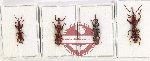 Scientific lot no. 128 Brenthidae (4 pcs)