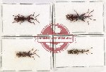 Scientific lot no. 126 Brenthidae (4 pcs)