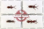 Scientific lot no. 127 Brenthidae (4 pcs)