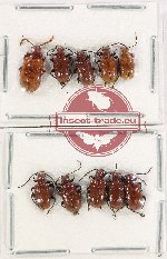 Scientific lot no. 508 Chrysomelidae (10 pcs)
