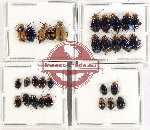Scientific lot no. 512 Chrysomelidae (30 pcs)