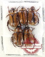 Scientific lot no. 352 Rutelinae (5 pcs)