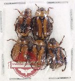 Scientific lot no. 351 Rutelinae (5 pcs)