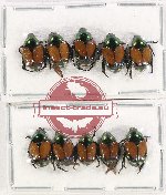 Scientific lot no. 353 Rutelinae (10 pcs)