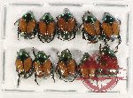 Scientific lot no. 354 Rutelinae (10 pcs)