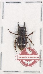 Aegotypus naomii