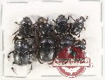 Scientific lot no. 779 Coprophaga (8 pcs)
