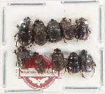 Scientific lot no. 785 Coprophaga (10 pcs)