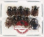 Scientific lot no. 776 Coprophaga (10 pcs)