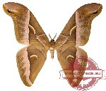 Samia naumanni