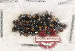 Scientific lot no. 103 Histeridae (15 pcs)