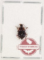 Apathetica sp. 4