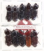Scientific lot no. 156 Passalidae (10 pcs)
