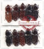 Scientific lot no. 155 Passalidae (10 pcs)