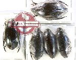 Hydrophilidae Scientific lot no. 268 (5 pcs)