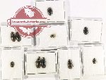 Hydrophilidae Scientific lot no. 266 (10 pcs)