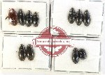 Hydrophilidae Scientific lot no. 267 (10 pcs)