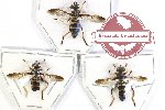 Scientific lot no. 85 Diptera (3 pcs)
