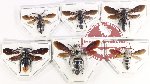 Scientific lot no. 460 Hymenoptera (6 pcs)