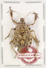 Scientific lot no. 1119 Heteroptera (1 pc)