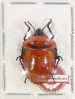 Scutellarinae sp. 61 (A2)