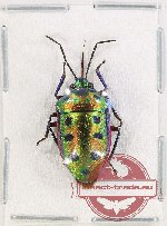 Scutellarinae sp. 64