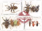 Scientific lot no. 1158 Heteroptera (11 pcs A, A-, A2)