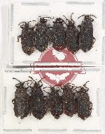 Scientific lot no. 1159 Heteroptera (10 pcs)