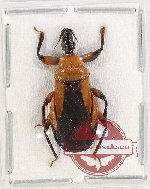 Scientific lot no. 1156 Heteroptera (1 pc A2)