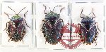 Scientific lot no. 1118 Heteroptera (3 pcs A, A-, A2)