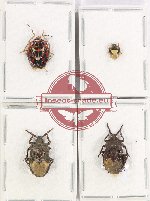 Scientific lot no. 1157 Heteroptera (4 pcs)