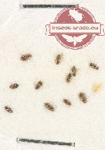 Scientific lot no. 126 Dytiscidae (11 pcs)