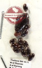 Scientific lot no. 123 Dytiscidae (14 pcs)