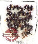 Scientific lot no. 136 Dytiscidae (48 pcs)