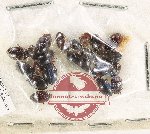 Scientific lot no. 121 Dytiscidae (20 pcs)