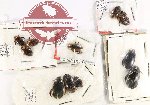 Scientific lot no. 117 Dytiscidae (13 pcs)