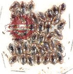 Scientific lot no. 128 Dytiscidae (38 pcs)