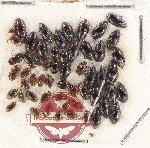 Scientific lot no. 125 Dytiscidae (55 pcs)