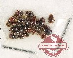 Scientific lot no. 120 Dytiscidae (20 pcs)