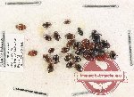 Scientific lot no. 119 Dytiscidae (30 pcs)