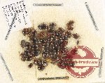 Scientific lot no. 115 Dytiscidae (ca 60 pcs)