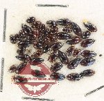 Scientific lot no. 127 Dytiscidae (45 pcs)