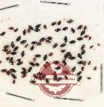 Scientific lot no. 124 Dytiscidae (90 pcs)