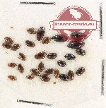 Scientific lot no. 131 Dytiscidae (30 pcs)